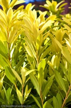 Florida Sunshine Anise - 6 Pack Of 1 Gallon Pots -Wilson Bros Gardens Shop Anise Flroida Sunshine JW 1 2