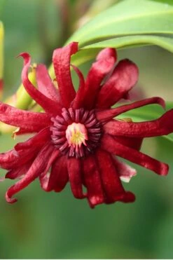 Miss Scarlett Florida Anise - Illicium Floridanum - 2 Gallon Pot -Wilson Bros Gardens Shop Anise Miss Scarlet 16 2