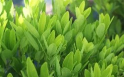 Ocala Yellow Anise (Illicium Parviflorum) - 3 Gallon Pot -Wilson Bros Gardens Shop Anise Ocala Foliage