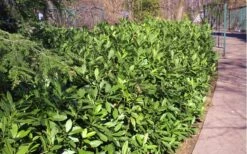 Ocala Yellow Anise (Illicium Parviflorum) - 3 Gallon Pot -Wilson Bros Gardens Shop Anise Ocala Hedge 5050