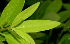 Ocala Yellow Anise (Illicium Parviflorum) - 3 Gallon Pot -Wilson Bros Gardens Shop Anise Ocala Leaves