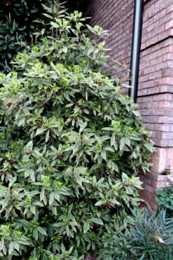 Pink Frost Florida Anise - Illicium Floridanum - 1 Gallon Pot 10 Pink Frost Florida Anise - Illicium Floridanum - 1 Gallon Pot -Wilson Bros Gardens Shop Anise Pink Frost 12