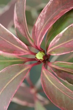 Pink Frost Florida Anise - Illicium Floridanum - 1 Gallon Pot 13 Pink Frost Florida Anise - Illicium Floridanum - 1 Gallon Pot -Wilson Bros Gardens Shop Anise Pink Frost 14