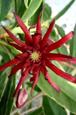 Pink Frost Florida Anise - Illicium Floridanum - 1 Gallon Pot 11 Pink Frost Florida Anise - Illicium Floridanum - 1 Gallon Pot -Wilson Bros Gardens Shop Anise Pink Frost 15