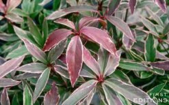 Pink Frost Florida Anise - Illicium Floridanum - 1 Gallon Pot 12 Pink Frost Florida Anise - Illicium Floridanum - 1 Gallon Pot -Wilson Bros Gardens Shop Anise Pink Frost 16