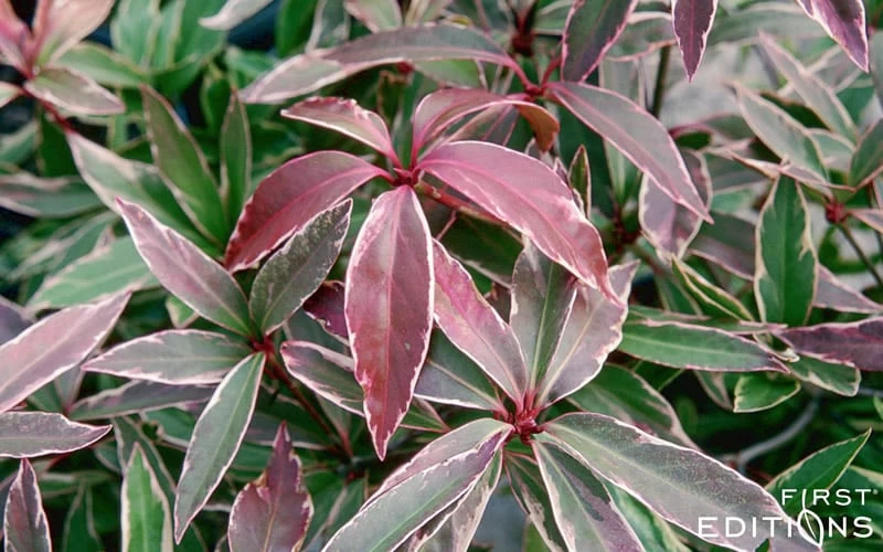 Pink Frost Florida Anise - Illicium Floridanum - 1 Gallon Pot 6 Pink Frost Florida Anise - Illicium Floridanum - 1 Gallon Pot - Image 6