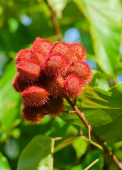Annatto Achiote (Bixa Orellana) -Wilson Bros Gardens Shop Annatto Achiote Bixa orellana sow exotic live plant for sale