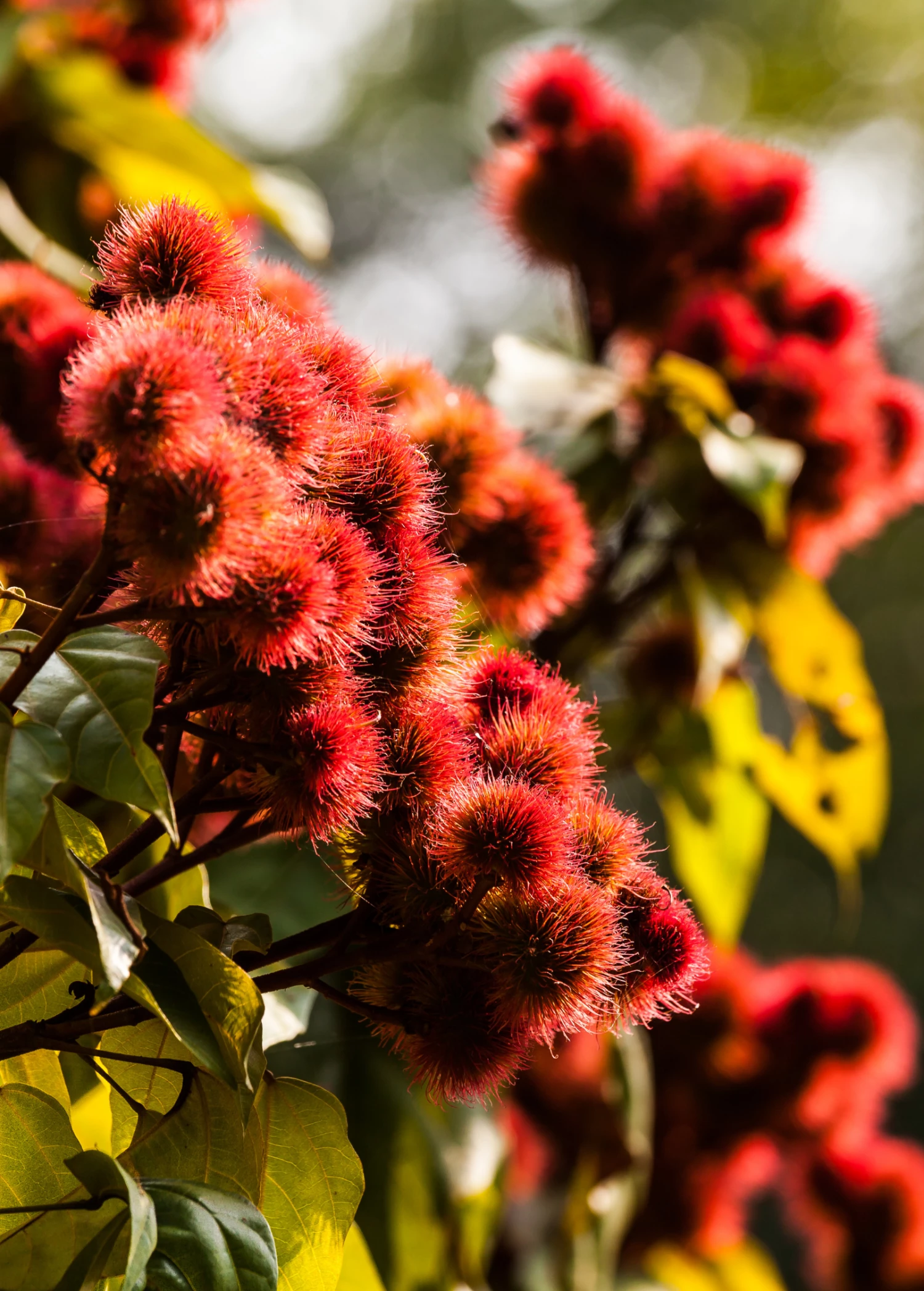 Annatto Achiote (Bixa Orellana) - Image 6