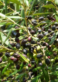 Olive 'Arbequina' (Olea Europea) -Wilson Bros Gardens Shop ArbequinaOliveTreesforsale SowExotic.com 2