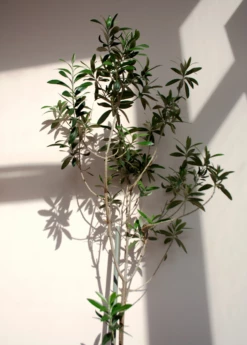 Olive 'Arbequina' (Olea Europea) -Wilson Bros Gardens Shop ArbequinaOliveTreesforsale SowExotic.com 3