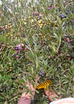 Olive 'Arbequina' (Olea Europea) -Wilson Bros Gardens Shop ArbequinaOliveTreesforsale SowExotic.com 4