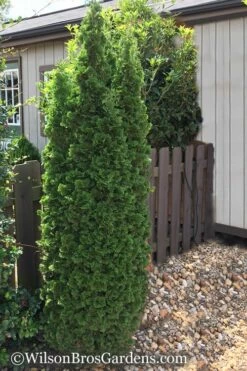 Degroots Spire Arborvitae - 5 Gallon Pot -Wilson Bros Gardens Shop Arborvitae Degroots Spire 1 500x750 5