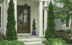 Degroots Spire Arborvitae - 5 Gallon Pot -Wilson Bros Gardens Shop Arborvitae Degroots Spire 30 4