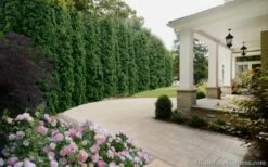 Degroots Spire Arborvitae - 7 Gallon Pot (3-4') -Wilson Bros Gardens Shop Arborvitae Degroots Spire 33 2