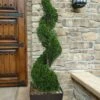 Emerald Green Arborvitae Spiral Topiary - 5 Gallon Pot (3-4')