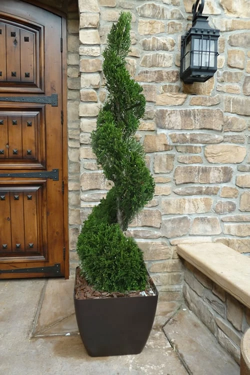 Emerald Green Arborvitae Spiral Topiary - 5 Gallon Pot (3-4') 1 Emerald Green Arborvitae Spiral Topiary - 5 Gallon Pot (3-4')