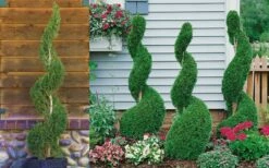 Emerald Green Arborvitae Spiral Topiary - 5 Gallon Pot (3-4') 7 Emerald Green Arborvitae Spiral Topiary - 5 Gallon Pot (3-4') -Wilson Bros Gardens Shop Arborvitae Emerald Green Spiral 800x500 2