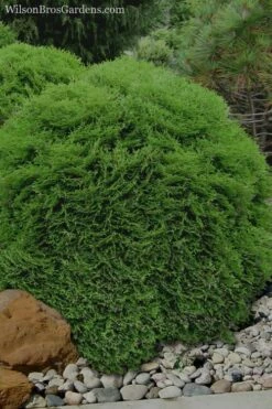 Tiny Tim Dwarf Globe Arborvitae - 2 Gallon Pot -Wilson Bros Gardens Shop Arborvitae Tiny Tim 11