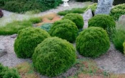 Tiny Tim Dwarf Globe Arborvitae - 2 Gallon Pot -Wilson Bros Gardens Shop Arborvitae Tiny Tim Grouping