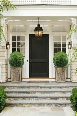 Tom Thumb Dwarf Global Arborvitae - 6 Pack Of 1 Gallon Pots -Wilson Bros Gardens Shop Arborvitae Tom Thumb 10 2