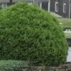 Woodward Globe American Arborvitae - 1 Gallon Pot