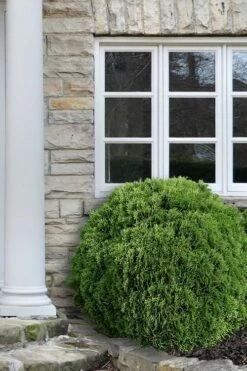 Woodward Globe American Arborvitae - 1 Gallon Pot -Wilson Bros Gardens Shop Arborvitae Woodwardii Globe 12