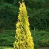 Yellow Ribbon Arborvitae (Thuja Occidentalis) - 1 Gallon Pot
