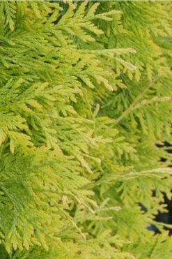 Yellow Ribbon Arborvitae (Thuja Occidentalis) - 3 Gallon Pot -Wilson Bros Gardens Shop Arborvitae Yellow Ribbon 2