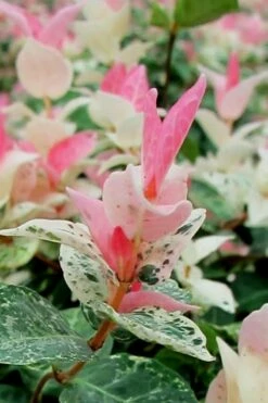 Snow N Summer Asiatic Jasmine - 1 Gallon Pot -Wilson Bros Gardens Shop Asian Jasmine Snow N Summer 16 1
