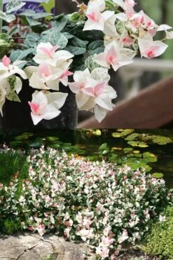 Snow N Summer Asiatic Jasmine - 6 Pack Of 1 Gallon Pots -Wilson Bros Gardens Shop Asian Jasmine Summer N Snow 2 2