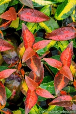 Summer Sunset Asiatic Jasmine - 6 Pack Of 1 Gallon Pots -Wilson Bros Gardens Shop Asian jasmine Summer Sunset 1