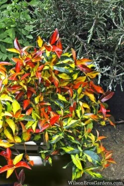 Summer Sunset Asiatic Jasmine - 1 Gallon Pot -Wilson Bros Gardens Shop Asian jasmine Summer Sunset 6 1