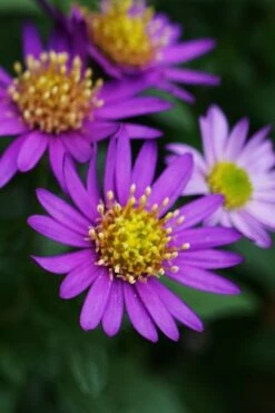 Ezo Murasaki Asian Aster (Aster Ageratoides) - 1 Gallon Pot -Wilson Bros Gardens Shop Aster Ezo Murasaki 1