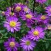Ezo Murasaki Asian Aster (Aster Ageratoides) - 1 Gallon Pot