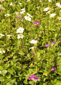Asystasia, Chinese Creeping Foxglove (Asystasia Gangetica) -Wilson Bros Gardens Shop Asystasia ChineseCreepingFoxglove Asystasiagangetica beautifulfloweringvinesowexotic 4