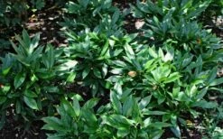 Dwarf Green Aucuba - Japanese Laurel - 3 Gallon Pot -Wilson Bros Gardens Shop Aucuba Dwarf Green 1