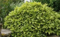 Gold Dust Aucuba (Japanese Laurel) - 1 Gallon Pot -Wilson Bros Gardens Shop Aucuba Gold Dust 14