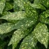 Gold Dust Aucuba - Japanese Laurel - 3 Gallon Pot