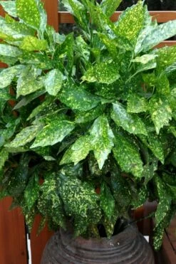 Gold Dust Aucuba (Japanese Laurel) - 1 Gallon Pot -Wilson Bros Gardens Shop Aucuba Gold Dust 17