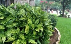 Gold Dust Aucuba (Japanese Laurel) - 1 Gallon Pot -Wilson Bros Gardens Shop Aucuba Gold Dust 18
