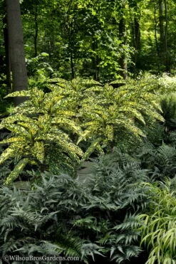 Hosoba Hoshifu Variegated Aucuba (Japanese Laurel) - 1 Gallon Pot -Wilson Bros Gardens Shop Aucuba Hosoba Hoshifu