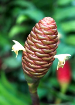 Awapuhi Shampoo Ginger (Zingiber Zerumbet) -Wilson Bros Gardens Shop Awapuhiavocado