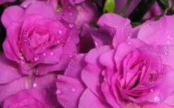 Amelia Rose Azalea - 1 Gallon Pot -Wilson Bros Gardens Shop Azalea Amelia Rose 1 1