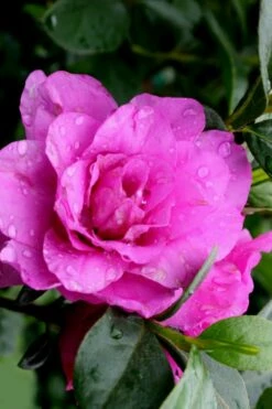 Amelia Rose Azalea - 3 Gallon Pot 8 Amelia Rose Azalea - 3 Gallon Pot -Wilson Bros Gardens Shop Azalea Amelia Rose 3