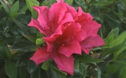 Brilliant Southern Indica Azalea - 1 Gallon Pot -Wilson Bros Gardens Shop Azalea Brilliant 1