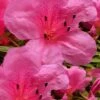 Chinzan Dwarf Azalea - 3 Gallon Pot