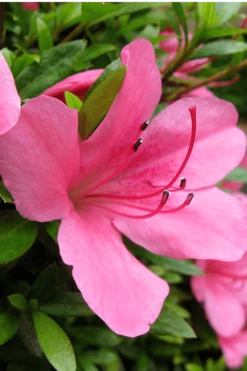 Chinzan Dwarf Azalea - 6 Pack Of 1 Gallon Pots -Wilson Bros Gardens Shop Azalea Chinzan 500x750 2