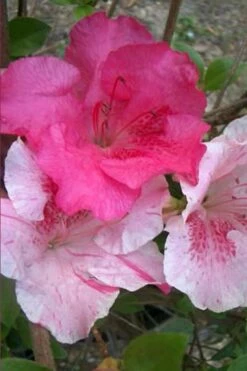 Conversation Piece Azalea - 1 Gallon Pot -Wilson Bros Gardens Shop Azalea Conversation Piece 10