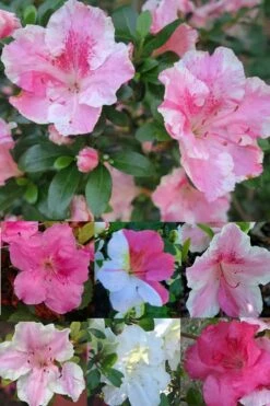 Conversation Piece Azalea - 1 Gallon Pot -Wilson Bros Gardens Shop Azalea Conversation Piece 2 500x750 1