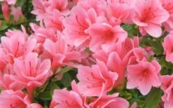 Coral Bells Azalea - 1 Gallon Pot 7 Coral Bells Azalea - 1 Gallon Pot -Wilson Bros Gardens Shop Azalea Coral Bells 1